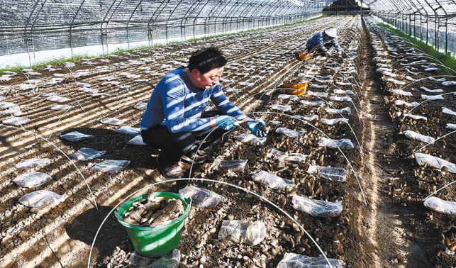 羊肚菌香飄巖灣