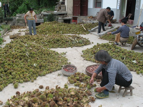 板栗已成為當(dāng)?shù)剞r(nóng)民的一項(xiàng)重要經(jīng)濟(jì)收入.jpg