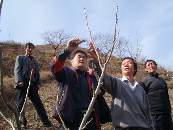 開(kāi)展果樹(shù)嫁接、修剪等技術(shù)培訓(xùn).JPG