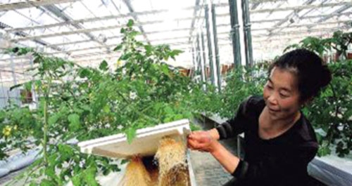 商州區(qū)試點高科技農業(yè) 種菜不用土用營養(yǎng)液油菜喝牛奶