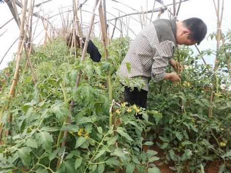 柞水柴莊鎮(zhèn)蔬菜發(fā)展成為重要增收來(lái)源