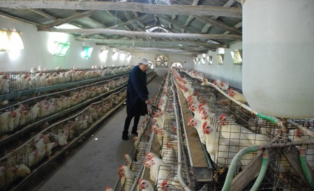 商南：養(yǎng)雞能手劉玉潔