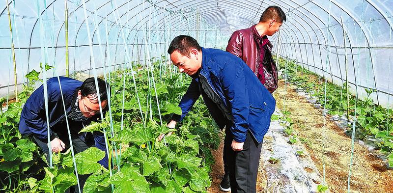 實干墾出致富路 善為綻放幸?；?>
        <div   id=