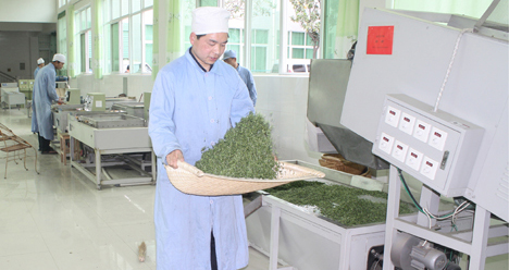 商南縣茶葉加工產(chǎn)值達(dá)2億