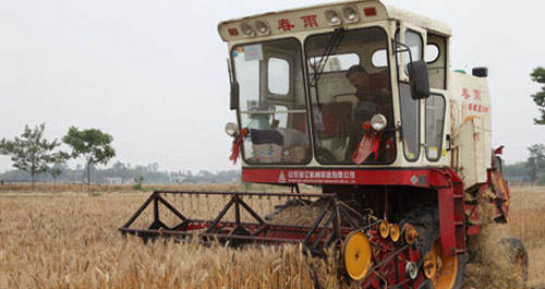 商南小麥喜開豐收鐮