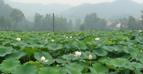 商南縣新發(fā)展九眼蓮菜150畝