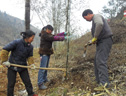 富劉村群眾變荒灘地為“綠色銀行”