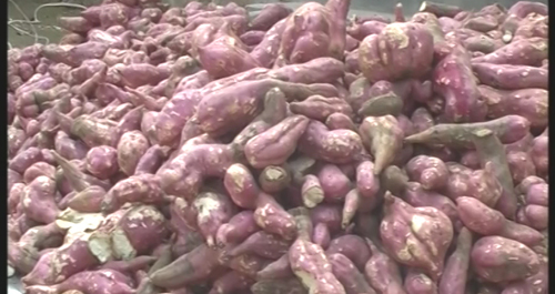 洛南縣王嶺鄉(xiāng)紅薯喜獲豐收