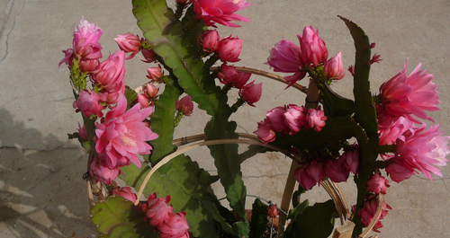 一株令箭荷花開(kāi)出一百零八朵花