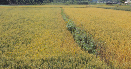 喜看麥穗千層浪