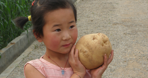 石門鎮(zhèn)馬鈴薯高產(chǎn)創(chuàng)建項(xiàng)目喜獲豐收