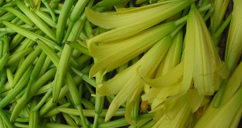 景村鎮(zhèn)黃花菜正值采摘時(shí)