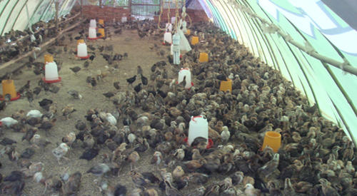 丹鳳縣劉和宏投資建立散養(yǎng)土雞基地