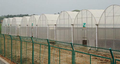 景村的大棚景觀