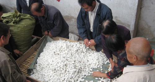 洛南縣景村鎮(zhèn)大力發(fā)展蠶桑產(chǎn)業(yè)