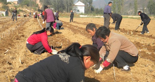 高耀鎮(zhèn)嚴把“五關”，全力推進蠶桑產業(yè)發(fā)展