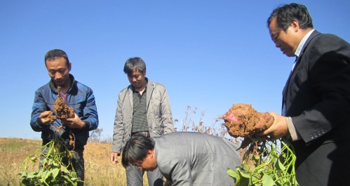 洛南縣成為紅薯新品種推廣種植示范基地