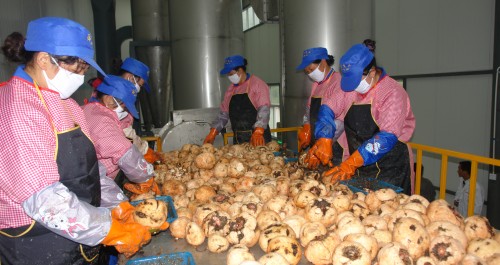 鎮(zhèn)安魔芋精粉生產(chǎn)加工廠近日投入運營