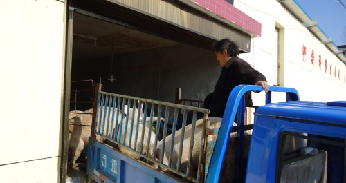 洛南縣景村鎮(zhèn)生豬產(chǎn)業(yè)迅速發(fā)展