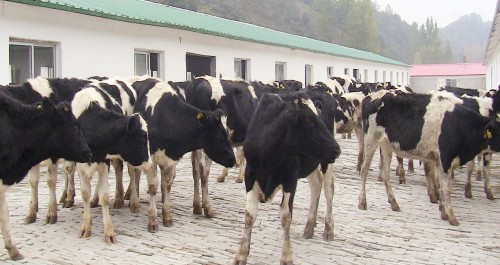 清油河鎮(zhèn)迎來了35頭高產(chǎn)荷斯坦奶牛