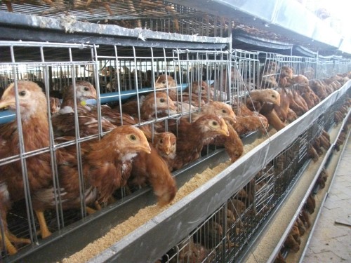 寺坡鎮(zhèn)大力發(fā)展畜牧產(chǎn)業(yè)