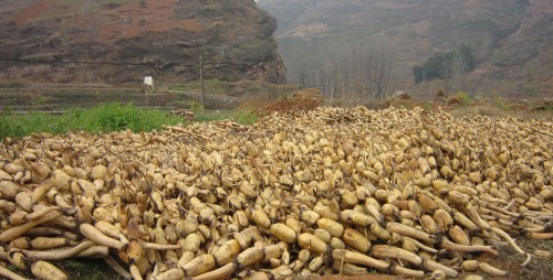 山陽蓮藕豐收正當(dāng)時