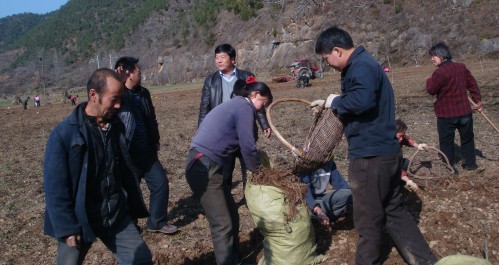 洛南目前正值丹參采挖期