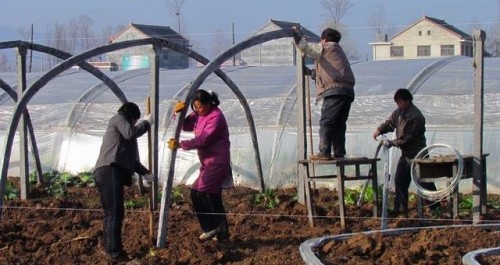 古城鎮(zhèn)積極發(fā)展設施大棚蔬菜