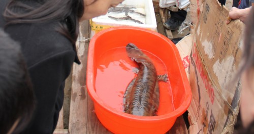 丹鳳項身價50余萬的大鯢吸引了眾多人目光