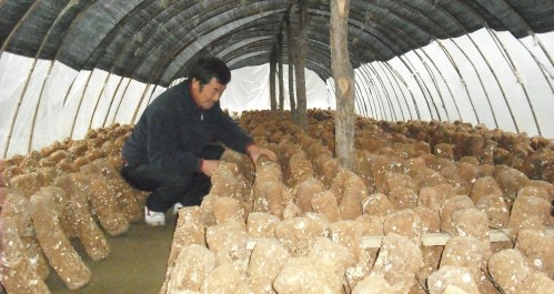 柞水發(fā)展反季節(jié)代料食用菌