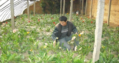 瓦房口、下梁、杏坪鎮(zhèn)等地種植反季節(jié)花卉