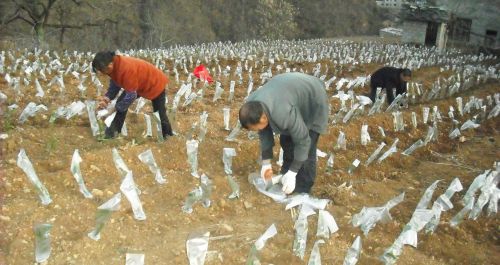 柞水縣柴莊鎮(zhèn)萬(wàn)畝有機(jī)茶園基地建設(shè)一期工程最近啟動(dòng)