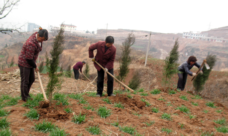 東坡嶺上植樹忙