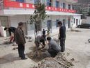 柞水黨校干部雙休忙植樹(shù)