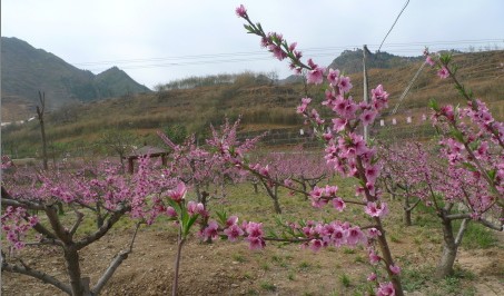 丹鳳縣桃花谷水保示范園內(nèi)桃花競相綻放