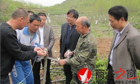 商鎮(zhèn)邀請縣林業(yè)技術(shù)人員對核桃樹進行低產(chǎn)改造