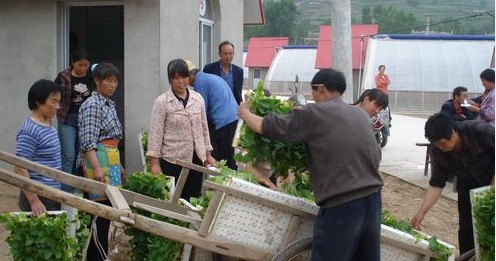 景村鎮(zhèn)烤煙進行大田移栽