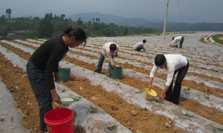洛惠渠灌區(qū)為煙農(nóng)大田移栽分憂解愁