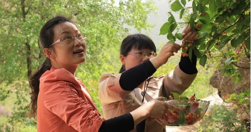 山陽縣大力發(fā)展林特經(jīng)濟(jì)