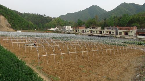 商南縣青山鎮(zhèn)大力發(fā)展設施農業(yè)