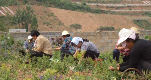 洛南縣景村農(nóng)民大力發(fā)展金銀花種植
