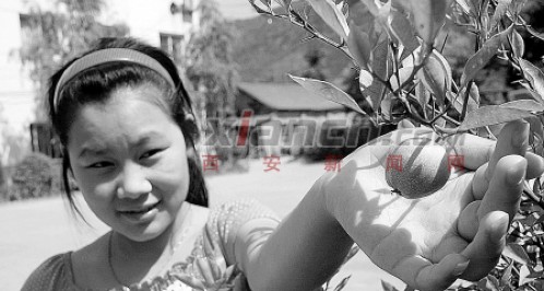 丹鳳橘樹結(jié)的果子像蘋果 專家：可能是花粉變異