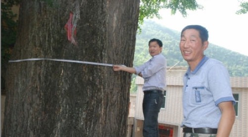 商南發(fā)現(xiàn)一棵600年銀杏“老壽星”