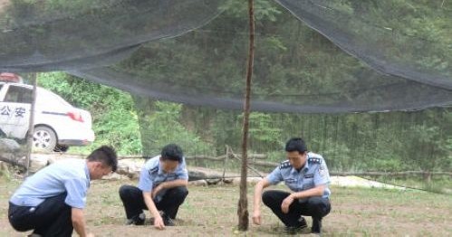 柞水縣森林公安協(xié)助村民籌建白皮松苗圃