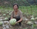 米糧鎮(zhèn)紅衛(wèi)村大棚西瓜備受消費者青睞