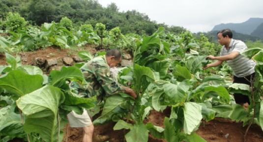 鎮(zhèn)安東川鎮(zhèn)全力開在災(zāi)后自救