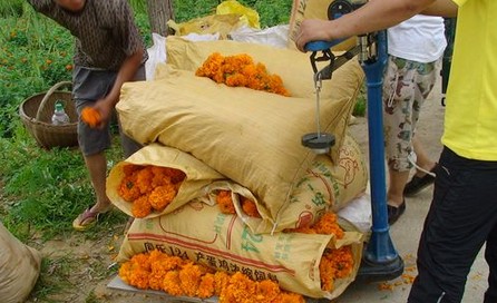 洛南縣謝灣萬(wàn)壽菊喜獲豐收