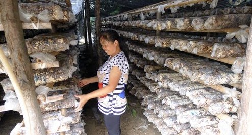 丹鳳縣北趙川鎮(zhèn)大力發(fā)展培植業(yè)