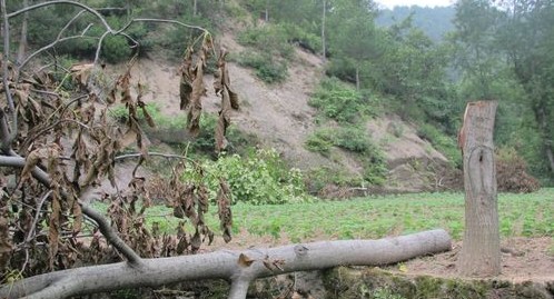 西川村20棵核桃樹不明原因被砍