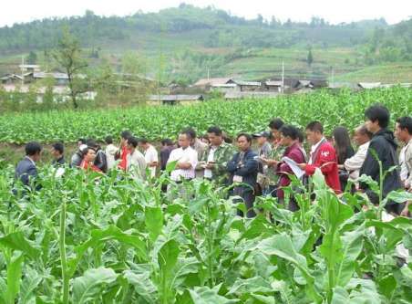 柞水縣柴莊鎮(zhèn)舉行烤煙封頂打杈現(xiàn)場培訓(xùn)會